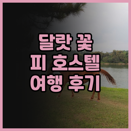 달랏 여행의 꽃, 피 호스텔 완벽 분