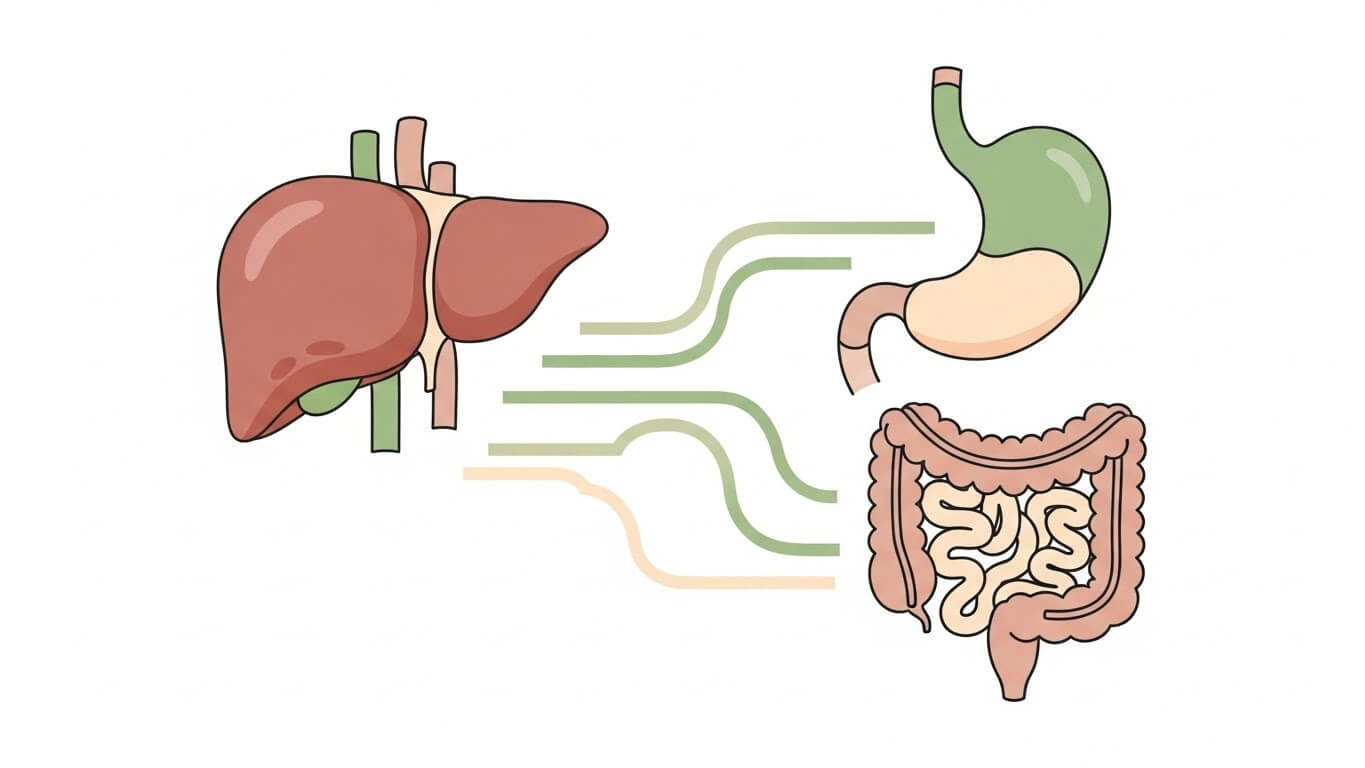 소화불량: 해독 불균형의 신호