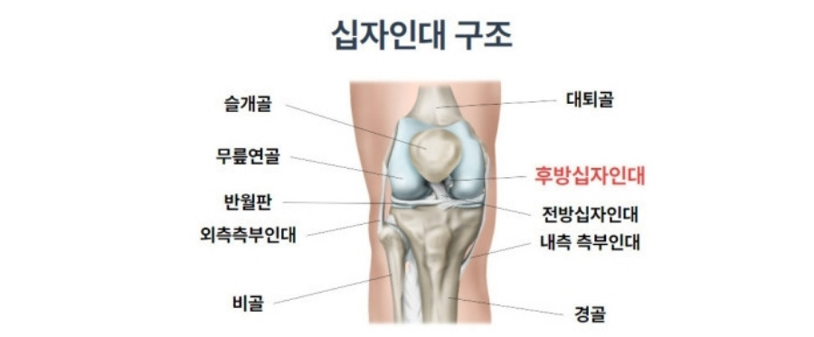 무릎의 해부학적인 구조와 각 부분의 명칭을 자세히 그린 이미지 사진