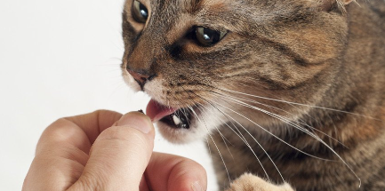 남의 손가락을 물려고 하는 고양이.