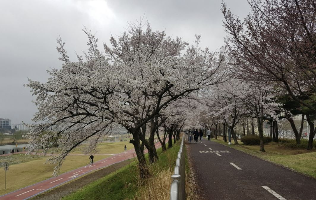 벚꽃-벚꽃 명소-벚꽃길-벚꽃 축제-2023 벚꽃 명소-2023 벚꽃 축제-전국 벚꽃 개화 시기