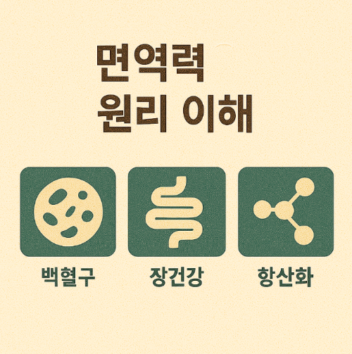면역력 원리 이해 (백혈구, 장건강, 항산화)