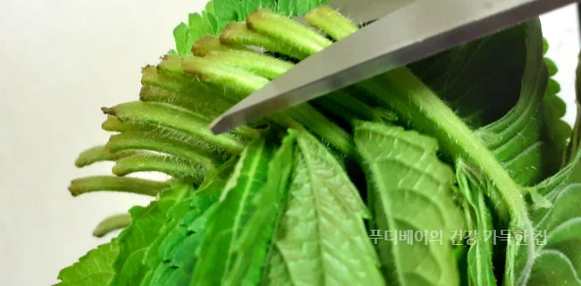 꺳잎-씻기-전-꼭지-자르는-모습