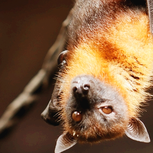 박쥐 코로나 관련주 대장주 테마주 TOP7