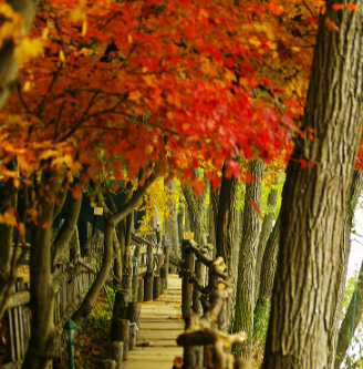 춘천남이섬여행 (커플데이트, 사진스팟, 감성숙소)