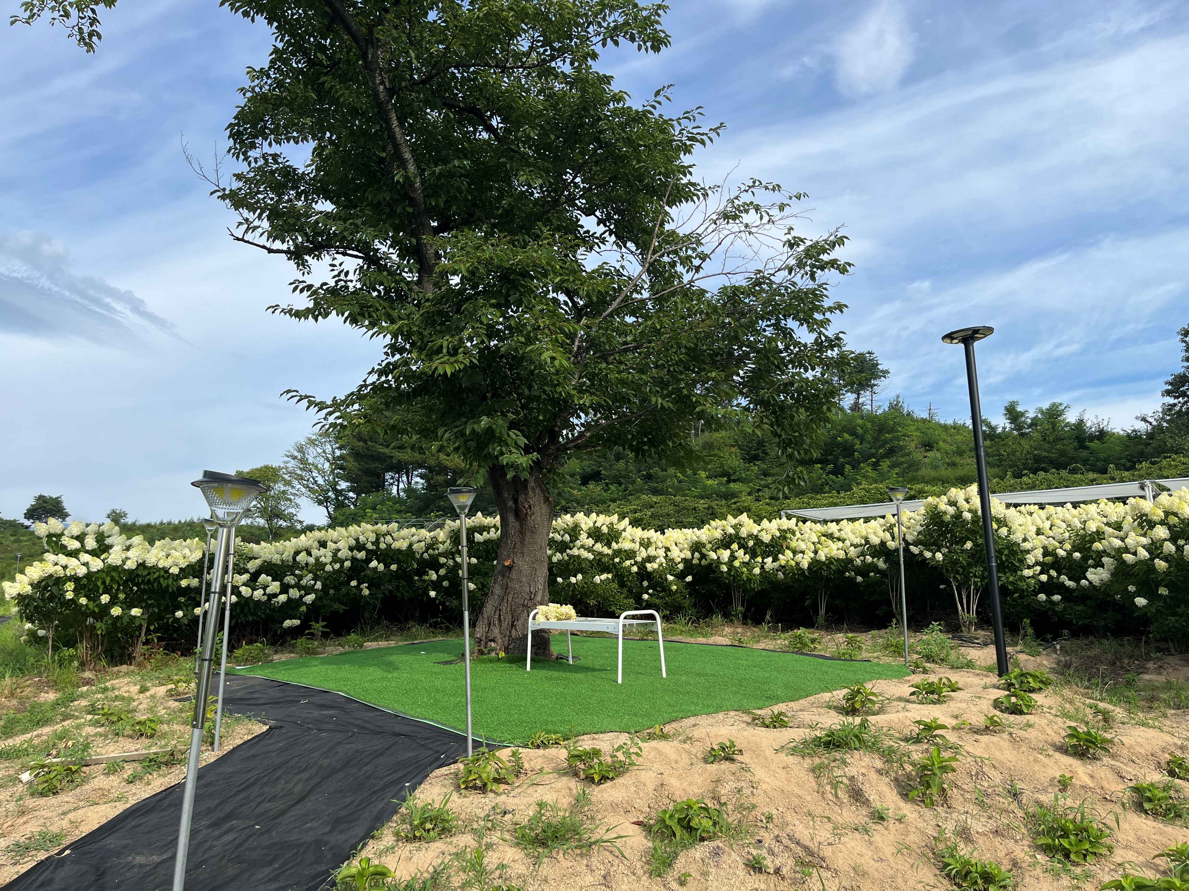 속초 영랑호 수국축제 속초수목농원