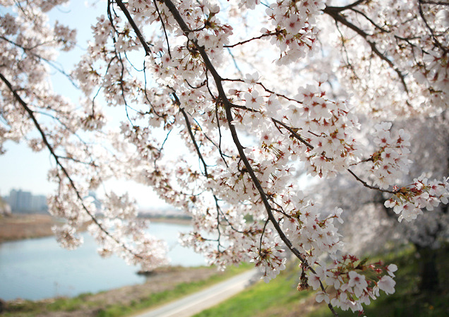 전주여행 가볼만한 곳 베스트10_ 05. 전주천 벚꽃길 & 오목대 벚꽃길 (숨은명소, 추천시간대, 주차, 벚꽃축제)