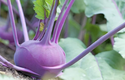 Kohlrabi