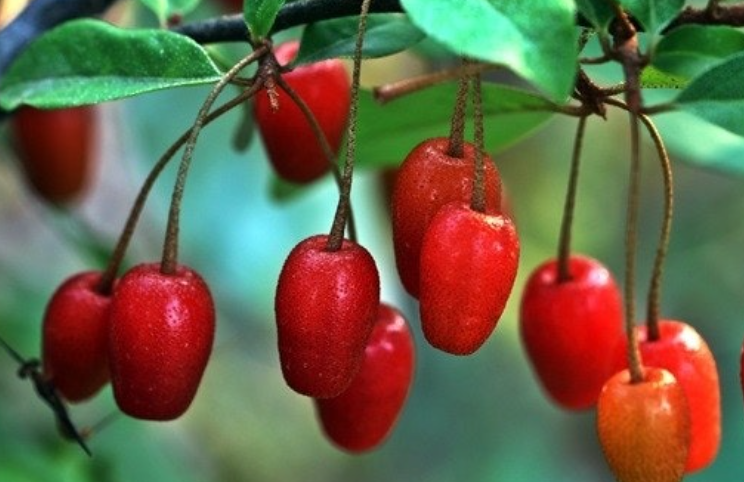 보리수-열매-효능-부작용-하루-섭취량-관련-사진