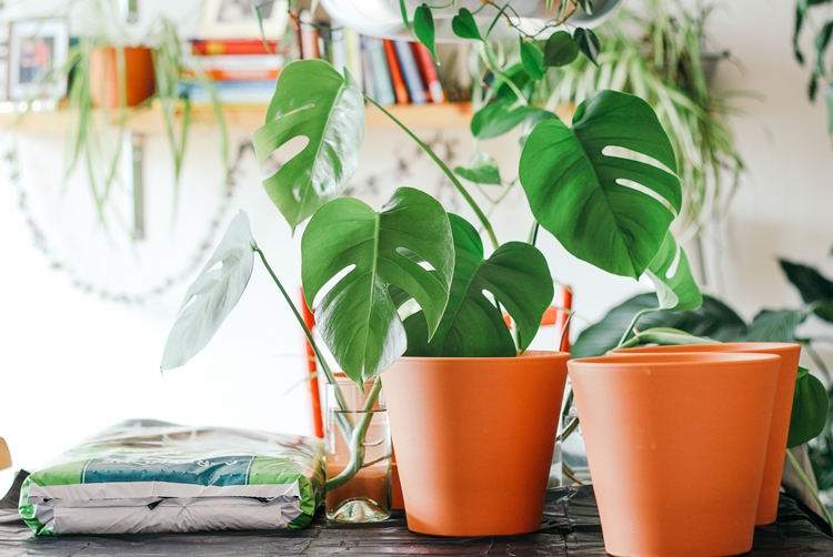 몬스테라 분갈이