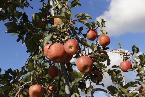 사과-농장