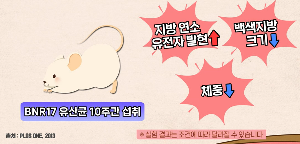 bnr17유산균 효능