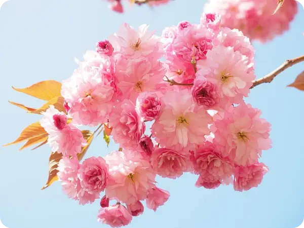 목포 유달산 봄축제