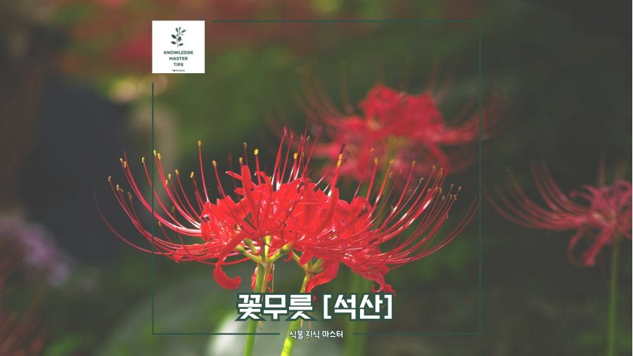 꽃무릇 (석산), 한 번 보면 잊을 수 없는 붉은 가을 꽃