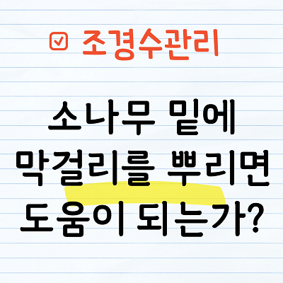 소나무 밑에 막걸리를 뿌리면