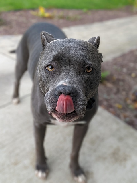 동물 관련 영업자 맹견소유자 동물보호명예감시원 관련 법2