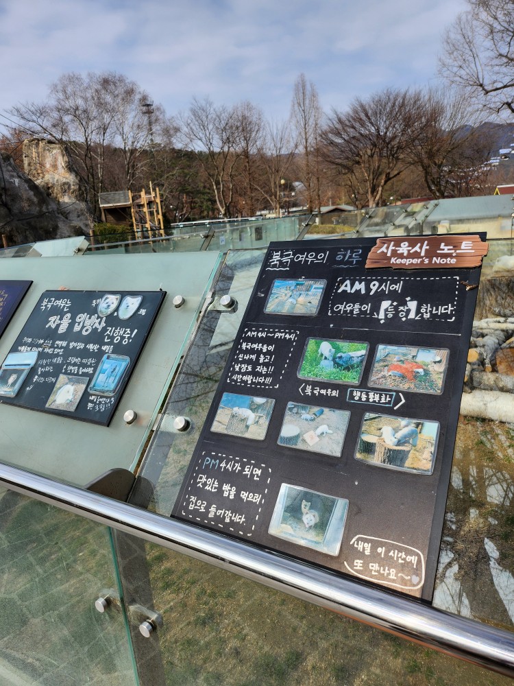북극여우