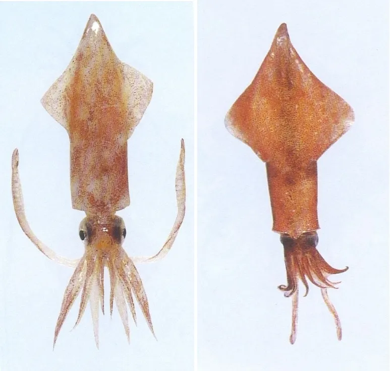 한치 오징어 차이 비교 생김새 맛 식감 완벽 분석_9