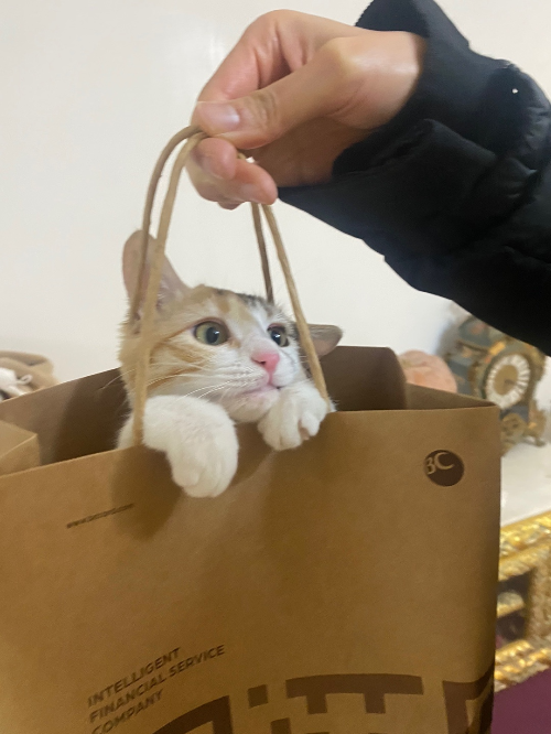주인과 놀고있는 깽이