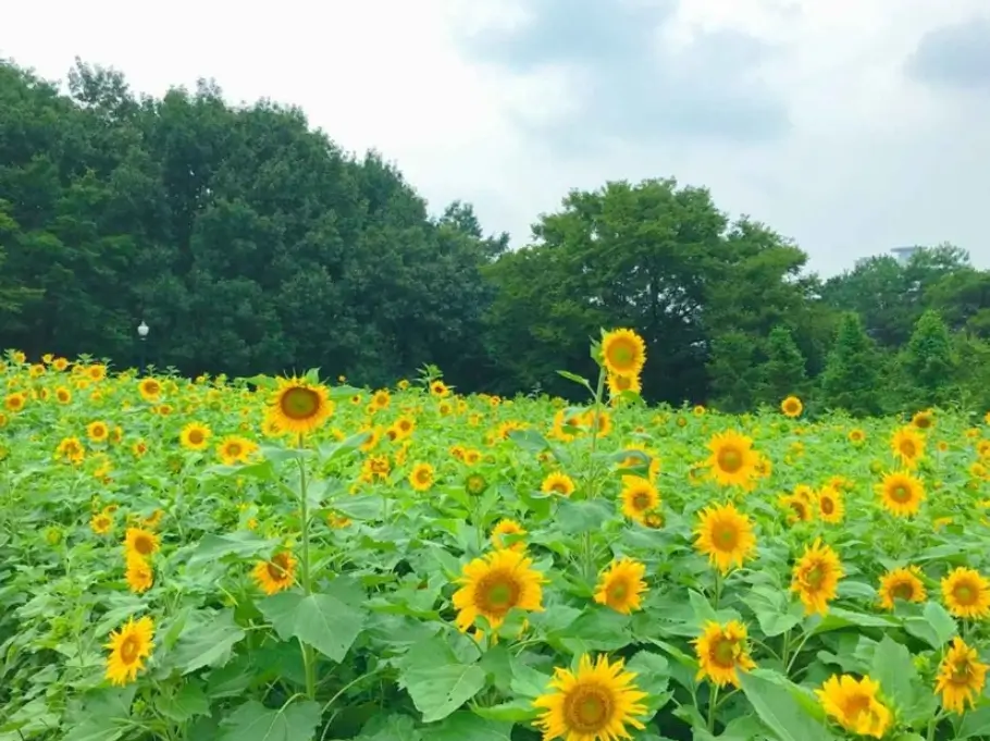 이월드 해바라기 가든
