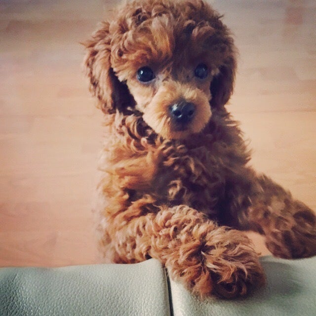 강아지 입양 전 필수 체크리스트