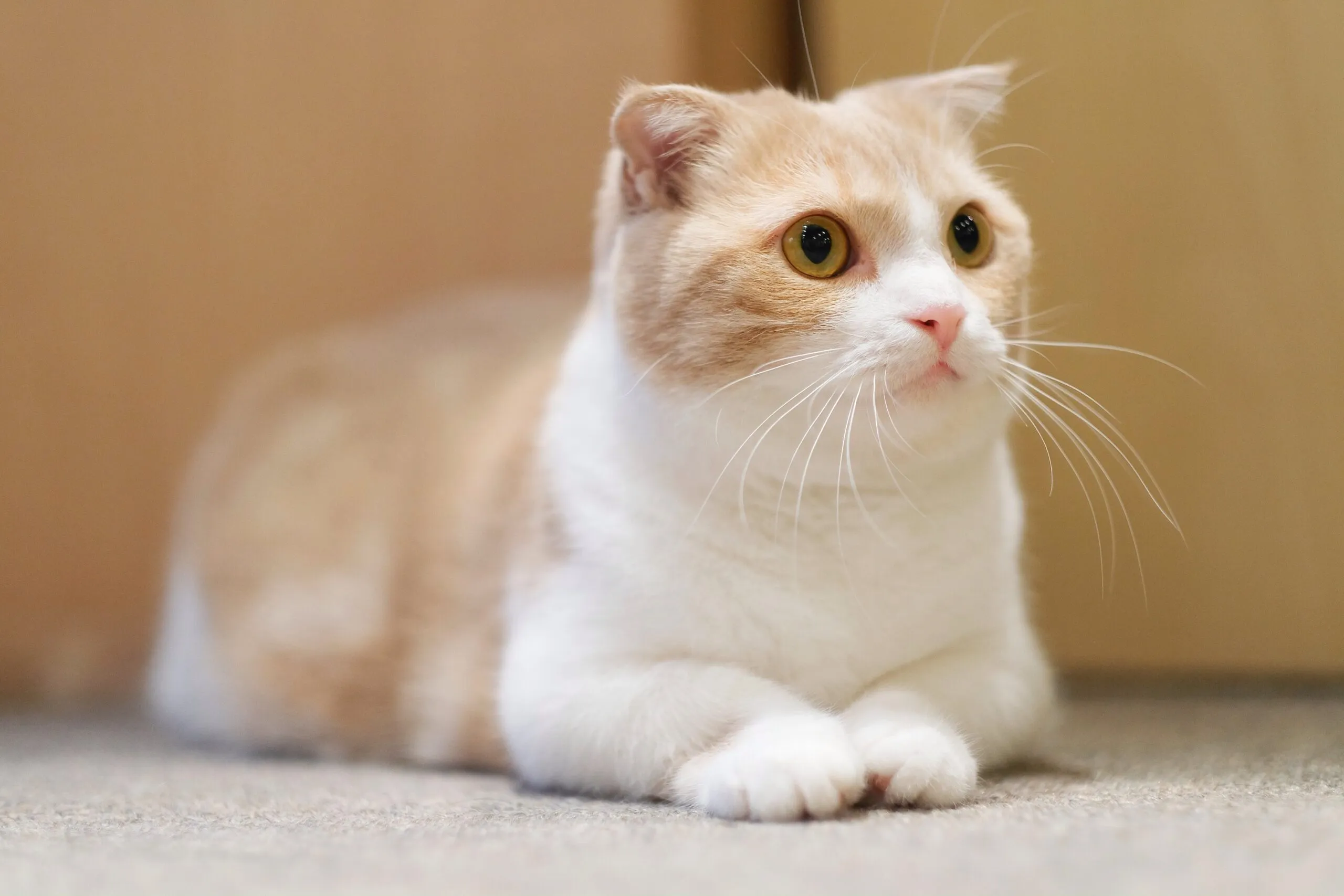 먼치킨 고양이 유전병_5