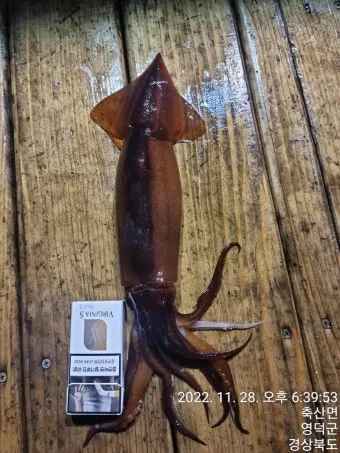 한치 오징어 차이 비교 생김새 맛 식감 완벽 분석_11