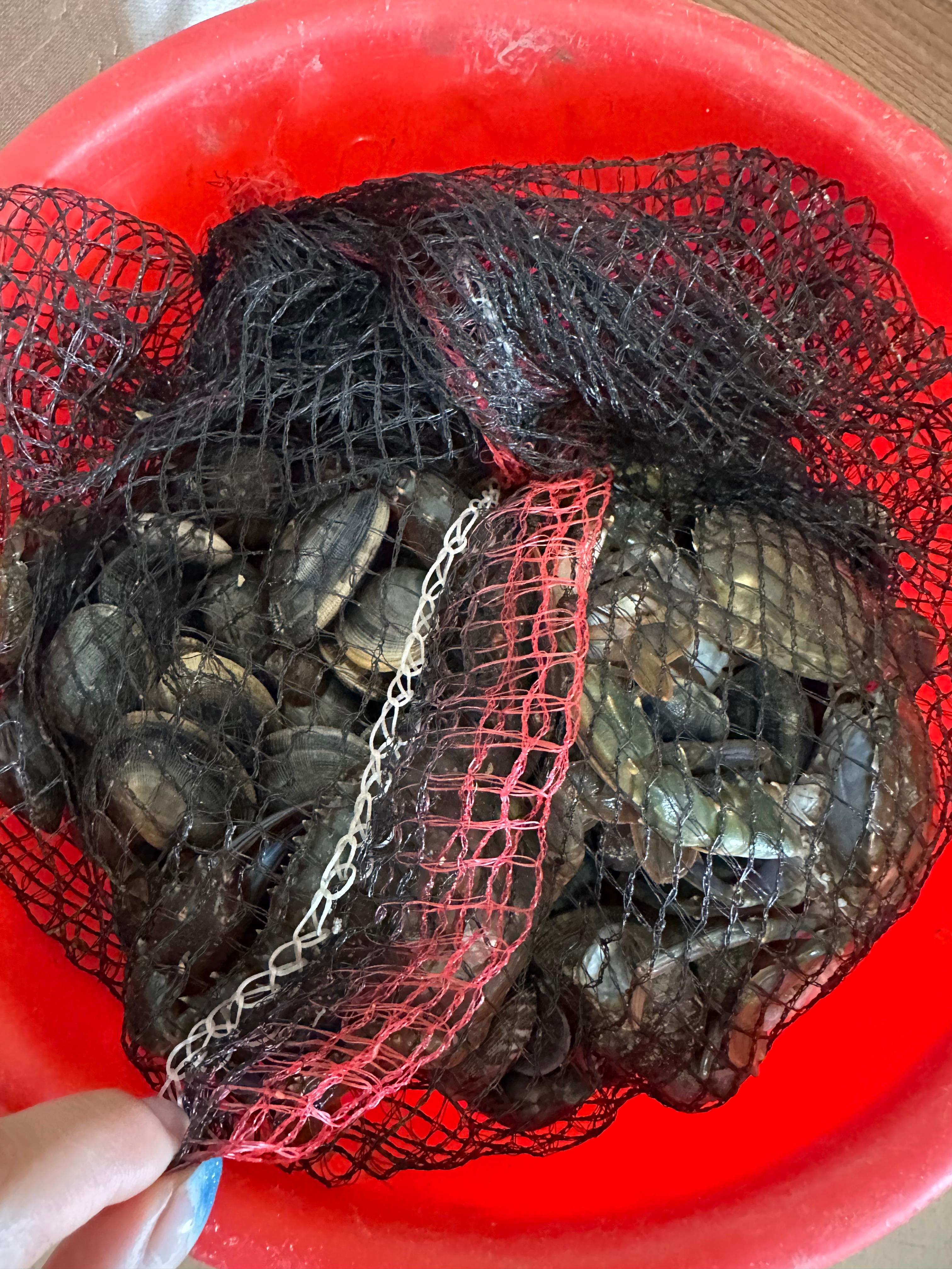 충남 보령, 대천, 무창포 여행 후기3(국내 가족 여행지 추천, 무창포 비체팰리스, 또다시 갯벌체험, 대천 맛집 부페, 점심 밥집 뷔페, 진짜 예쁜 카페 아르나, 분위기 좋은 카페 아르나, 한밤중 닭벼슬섬 산책, 대천항 수산시장 재방문, 찰광어회, 오징어회, 우성수산, 수연호수산, 무창포 비체펠리스, 오션뷰, 밥 해먹을 수 있는 숙소, 무창포 펜션)