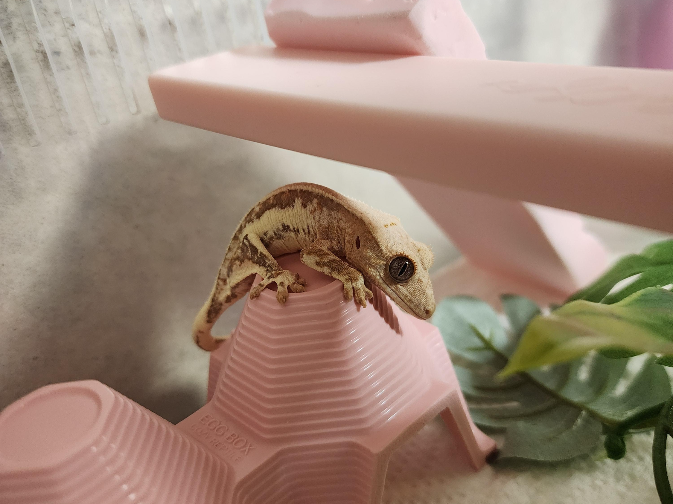 계란판모양의-은신처-위에-있는-크레