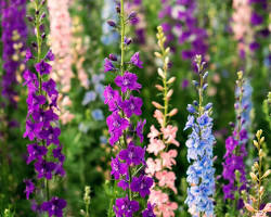 락스퍼 이미지 사진