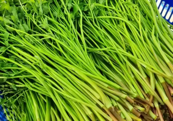 수족냉증-좋은음식-미나리