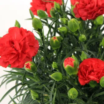 카네이션 재배 삽목 번식 거름 주기 연중 개화_4