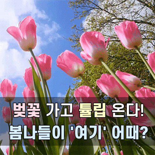 튵팁 축제