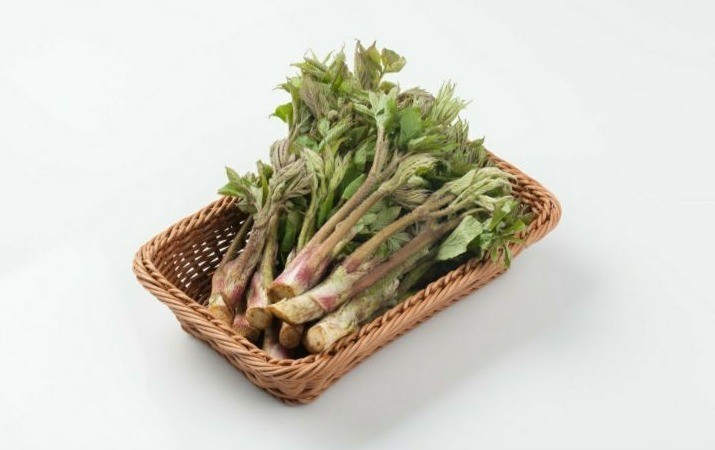 땅두릅 참두릅 효능과 부작용 