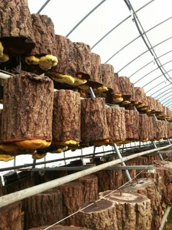 상황버섯 재배 톱밥 배지 균사 배양 환기 관리_30