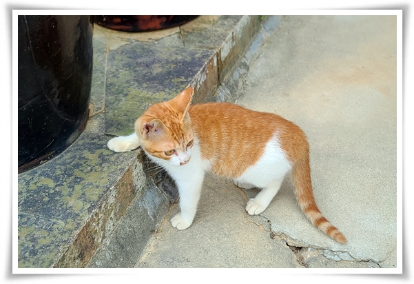 사용후기 &quot;붐펫 프레시너&quot; 안전성 테스트 완료된 천연탈취제, 냄새와 살균 걱정 끝!