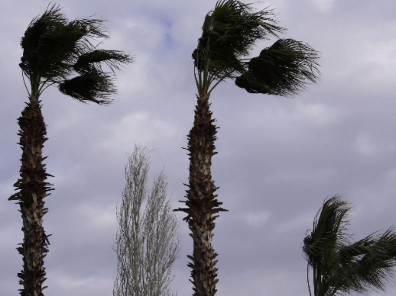 강한 바람에 흔들리고 있는 나무들 사진