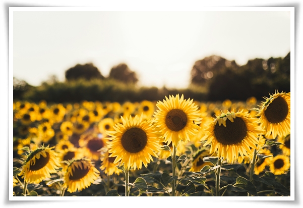 여름의 상징 희망과 사랑의 꽃 &quot;해바라기&quot;