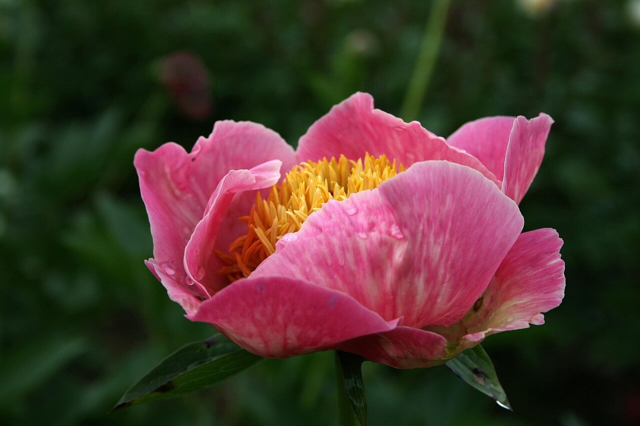 임실 옥정호 작약 꽃밭