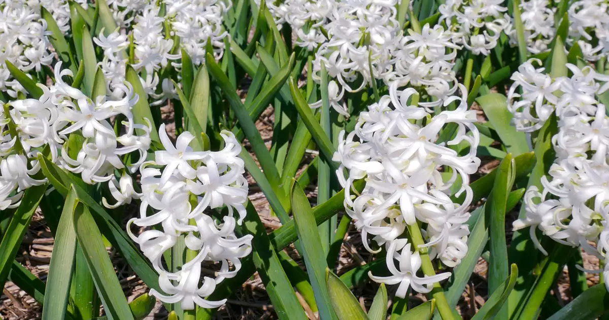 봄에 피는 흰색 꽃 히야신스