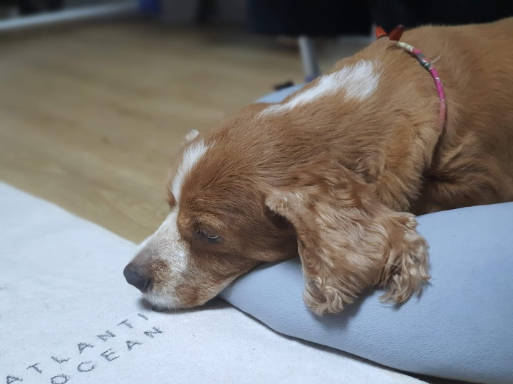 강아지 췌장염 증상