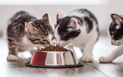 화장실에서 우는 고양이.