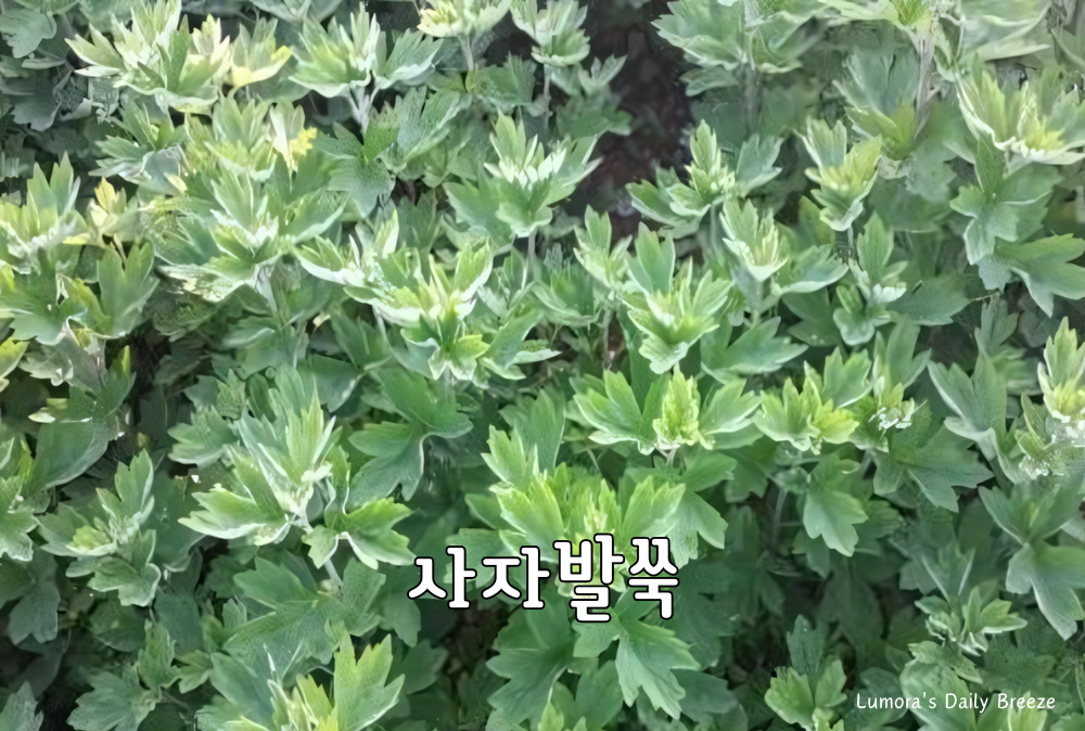 쑥의 종류중 사자발쑥의 이미지
