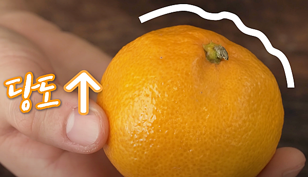 꼭지 주위가 울퉁불퉁한 귤은 당도가 높아요_백년밥상유튜브