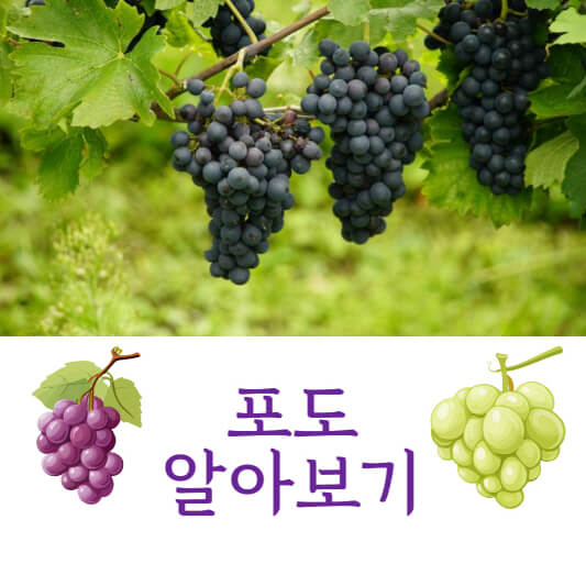 포도