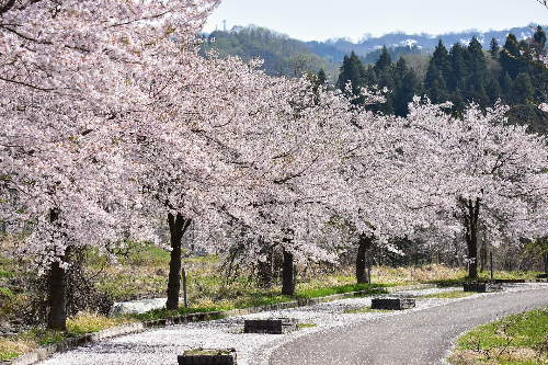벚꽃 개화시기 2023&amp;#44; 벚꽃 명소 확인