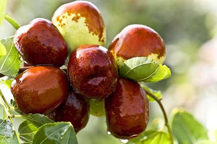 대추차 만드는법