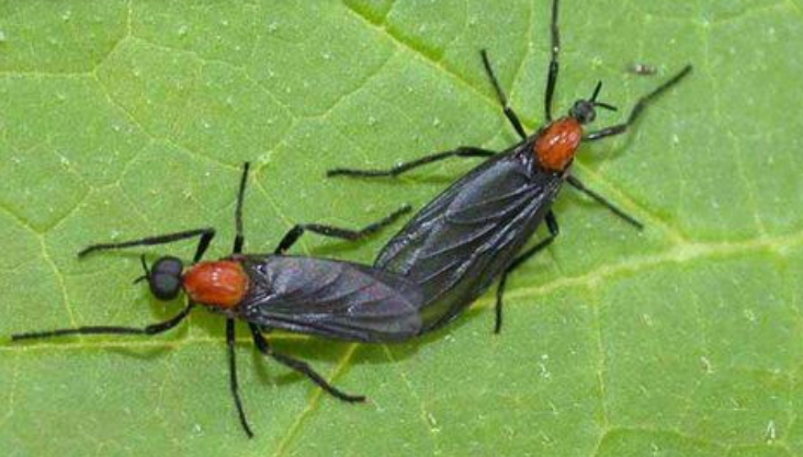 러브버그-퇴치방법-사진