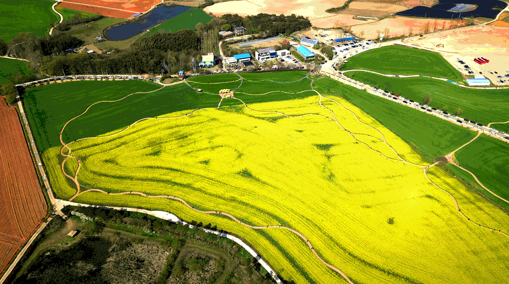 고창 청보리밭 축제