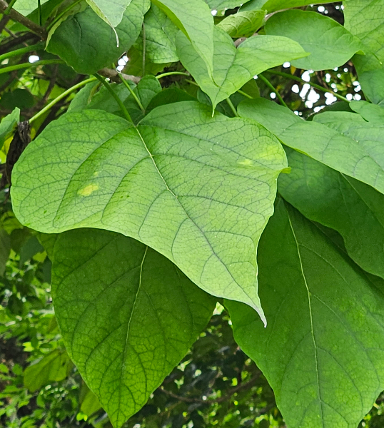 개오동 잎2